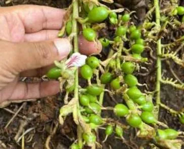Hand holding a panicle of fresh green cardamom pods