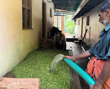 Washing fresh cardamom