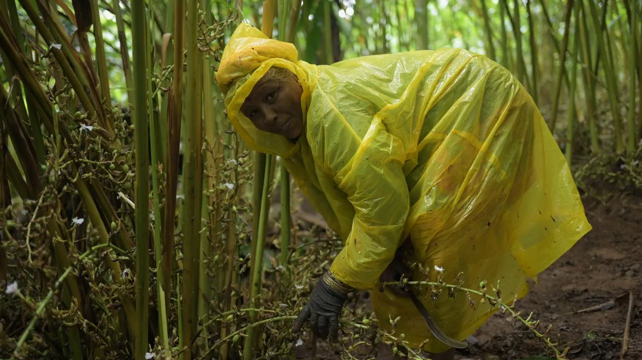 Picker in a raincoat harvesting cardamom at the base of the plants