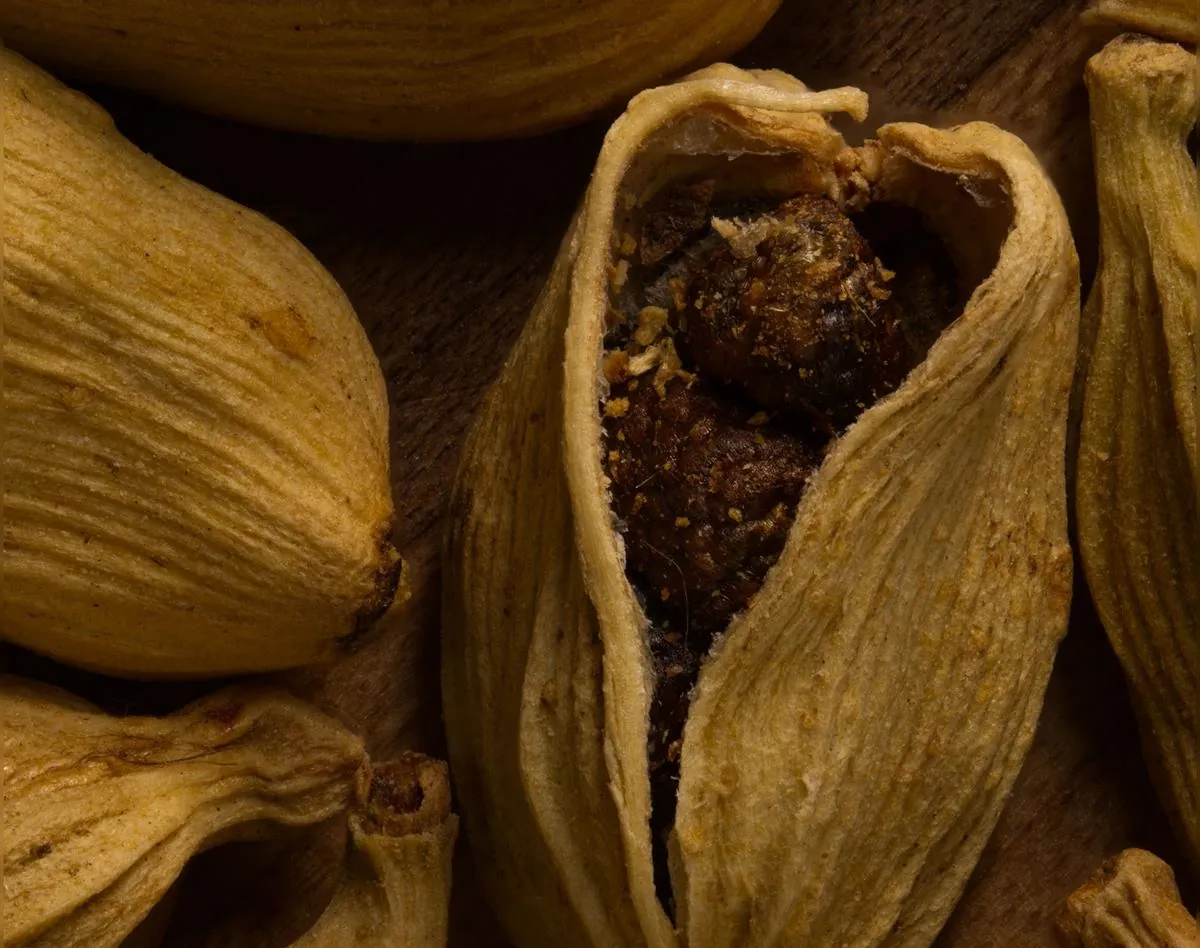 Cardamom pod split open to show the seeds