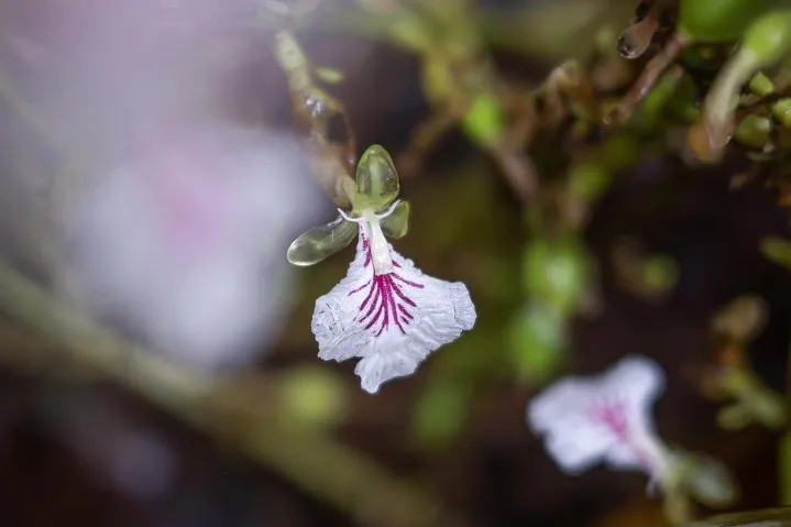 Cardamom flower in the damp forest shade