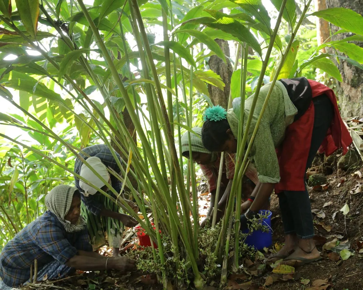 Pickers harvesting cardamom at the base of the plants under forest shade
