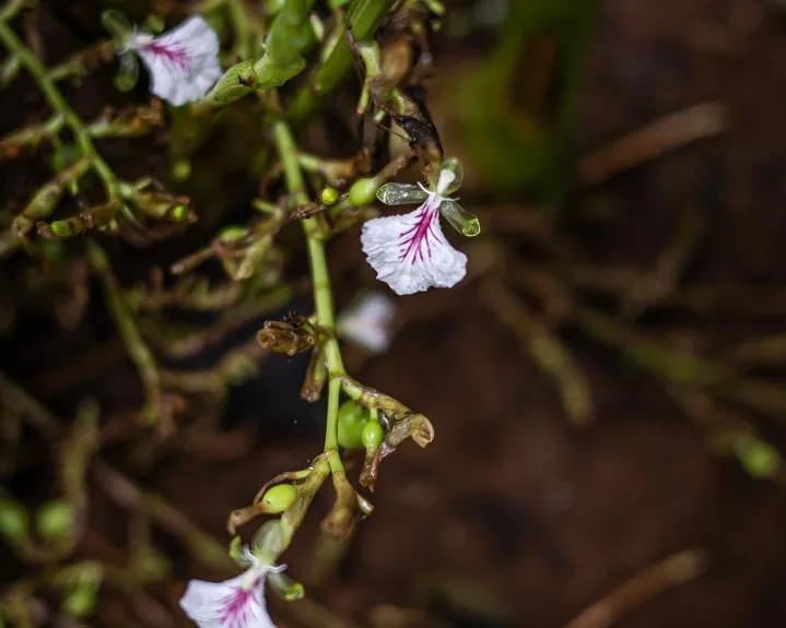 Cardamom panicle in bloom near the ground