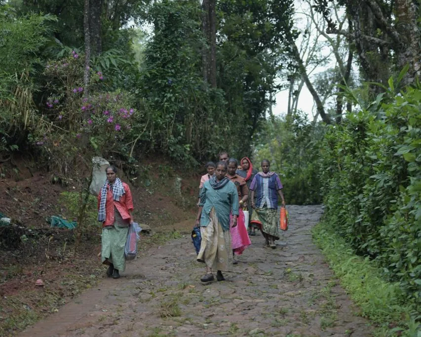 Plantation workers walking along an estate path