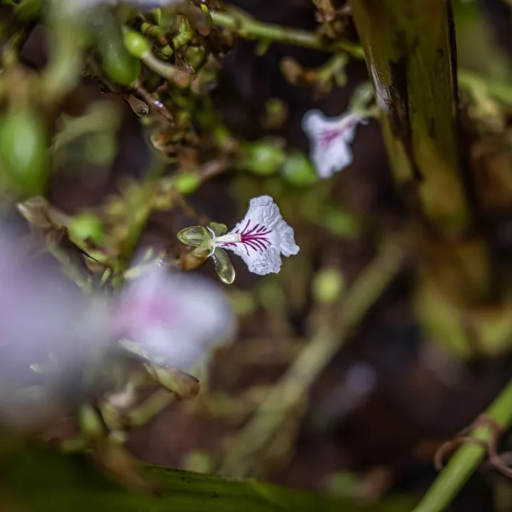Cardamom flower on a panicle at our plantation