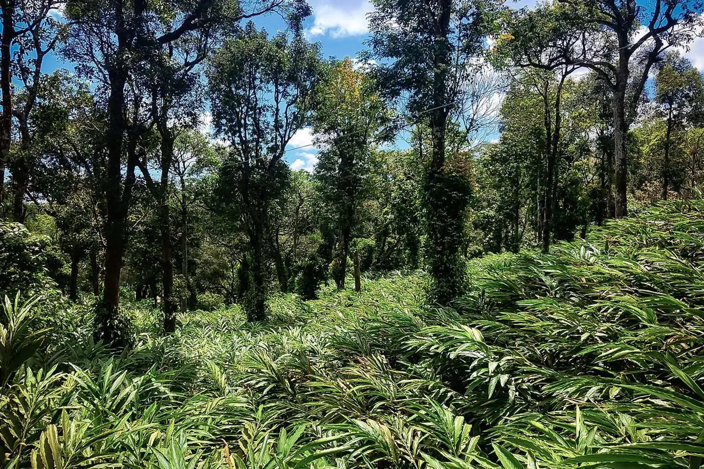 Cardamom plants growing under tall forest shade trees