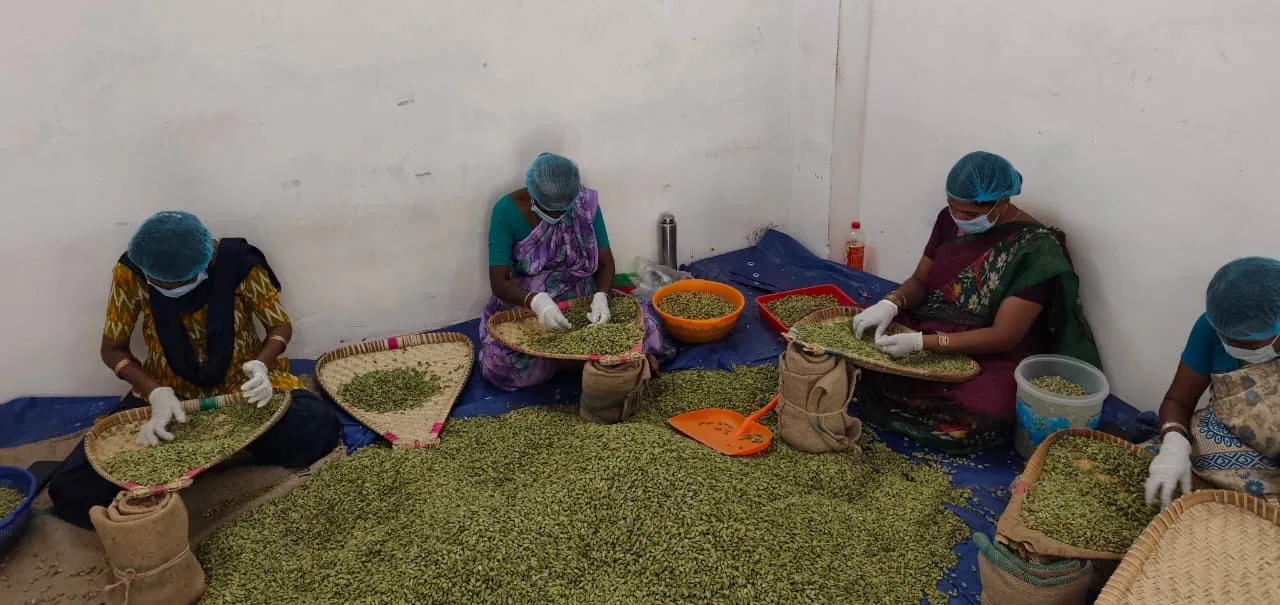 Our team hand picking cardamom pods on winnowing trays